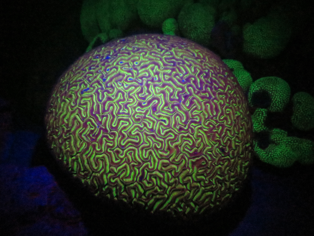 Brain Coral in fluorescent blue light at night