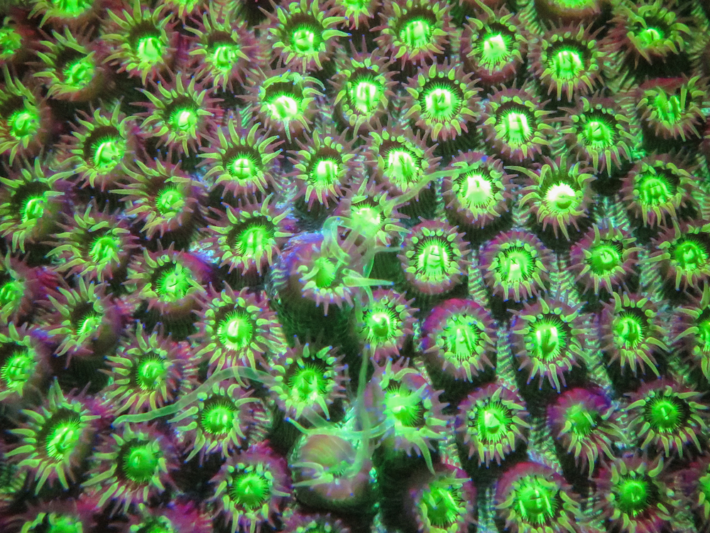 Star Coral in fluorescent blue light at night