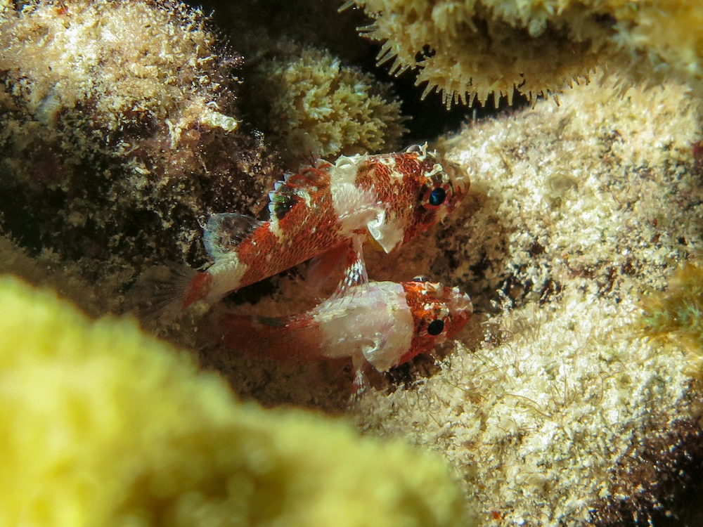 Coral Scorpionfish couple at night