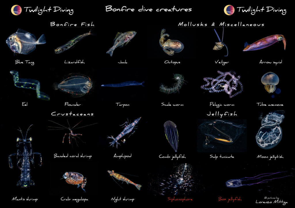 bonfire dive creatures